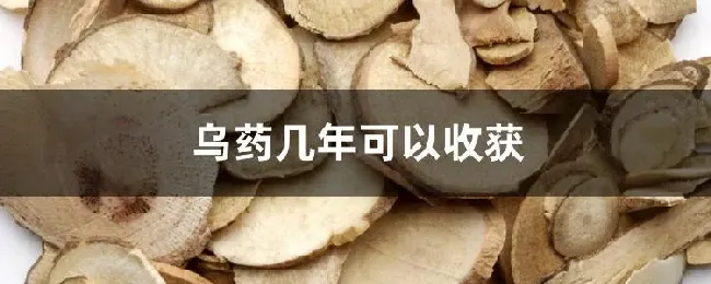 乌药几年可以收获