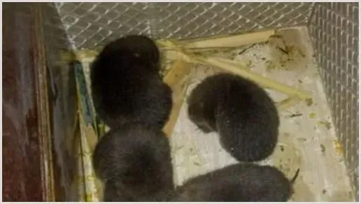 全面禁食野生动物以后，竹鼠还能养殖吗？怎么养？ | 养殖什么赚钱