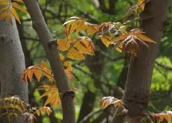蔬菜|江西蔬菜品种与图片 江西有哪些特产蔬菜