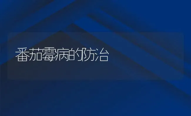 番茄霉病的防治 | 养殖资料投稿