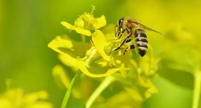 蜜蜂采花蜜是为了什么？