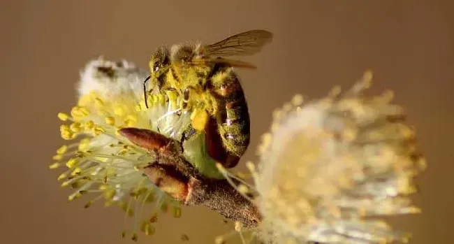 蜜蜂采花蜜是为了什么？