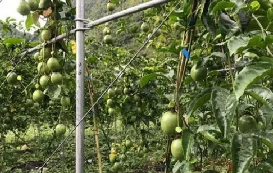 种植前景|百香果种植条件 对气温气候及区域地理的要求