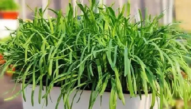 种菜|韭菜越长越细什么原因（家里自己种的韭菜为什么越长越小）