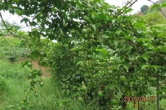 种植前景|百香果种植条件 对气温气候及区域地理的要求