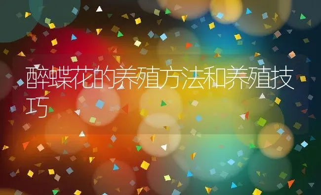 醉蝶花的养殖方法和养殖技巧 | 养殖资料投稿