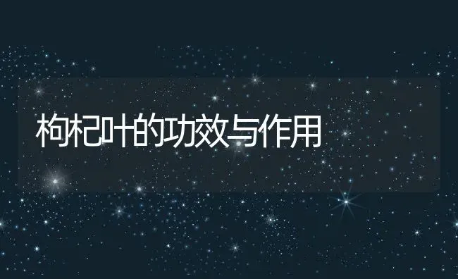 枸杞叶的功效与作用 | 养殖资料投稿