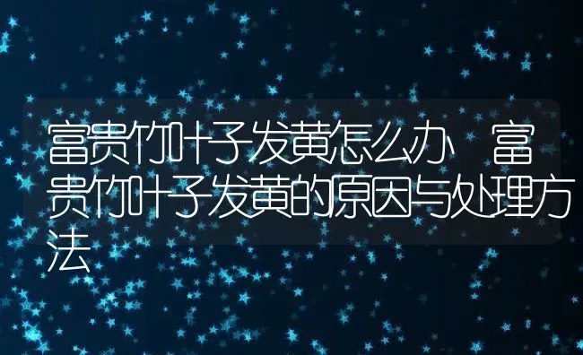 富贵竹叶子发黄怎么办 富贵竹叶子发黄的原因与处理方法 | 养殖资料投稿