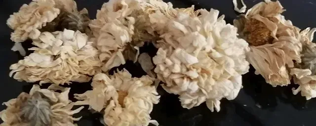 菊花在什么季节开放