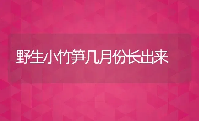 野生小竹笋几月份长出来 | 养殖资讯