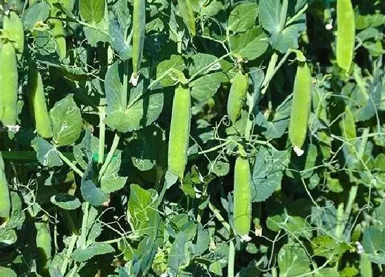 种植前景|荷兰豆在北方可以种吗