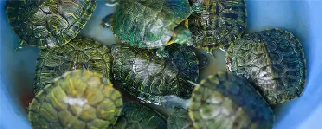 家养的乌龟怎么过冬