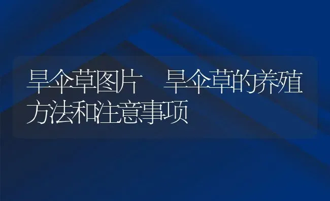 旱伞草图片 旱伞草的养殖方法和注意事项 | 养殖资料投稿