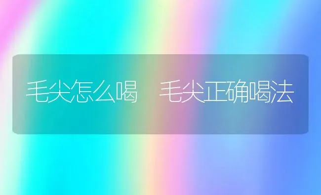 毛尖怎么喝 毛尖正确喝法 | 养殖资料投稿