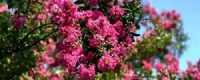 紫薇属于落叶还是常绿植物？