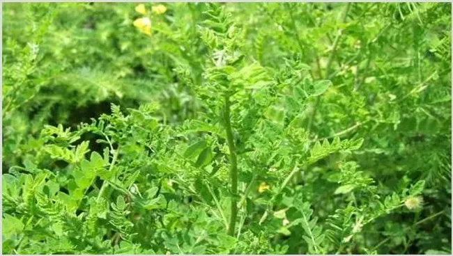 黄芪种植效益分析 | 养殖项目前景