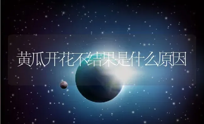 黄瓜开花不结果是什么原因 | 养殖资讯