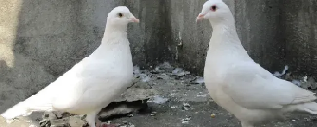 鸽子毛滴虫症状