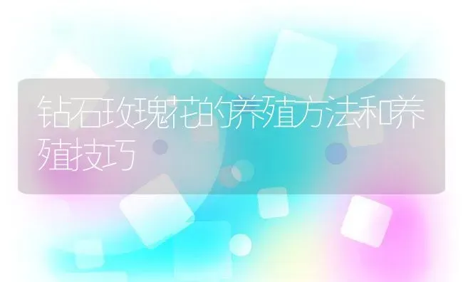 钻石玫瑰花的养殖方法和养殖技巧 | 养殖资料投稿