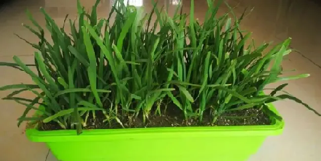 种菜|韭菜越长越细什么原因（家里自己种的韭菜为什么越长越小）