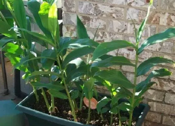 蔬菜|江西蔬菜品种与图片 江西有哪些特产蔬菜