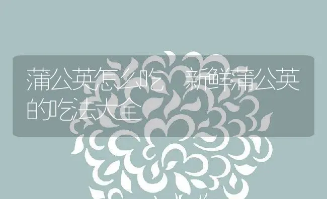 蒲公英怎么吃 新鲜蒲公英的吃法大全 | 养殖资料投稿