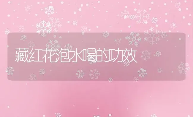 藏红花泡水喝的功效 | 养殖资料投稿