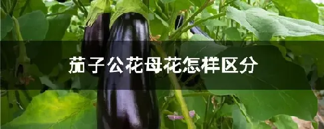 茄子公花母花怎样区分