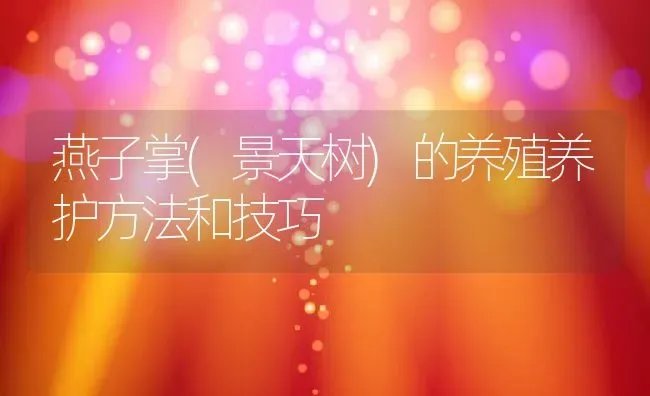 燕子掌(景天树)的养殖养护方法和技巧 | 养殖资料投稿