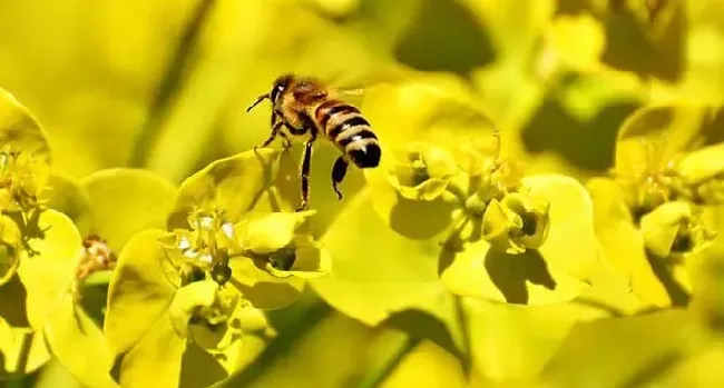 蜜蜂采花蜜是为了什么？