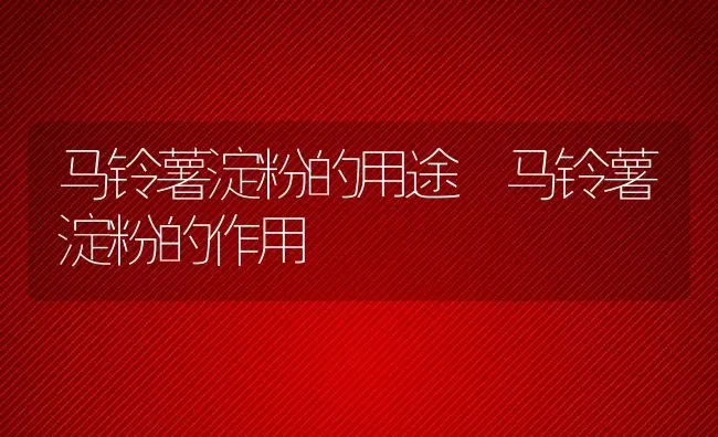 马铃薯淀粉的用途 马铃薯淀粉的作用 | 养殖资料投稿