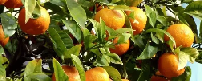 橘子多久挂果