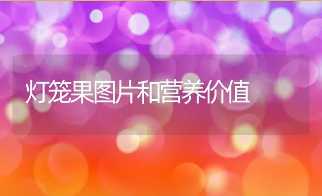 灯笼果图片和营养价值 | 养殖资料投稿