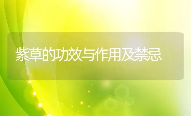 紫草的功效与作用及禁忌 | 养殖资料投稿