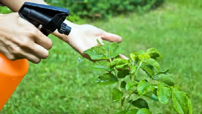 戊唑咪鲜胺防止病害用法用量！