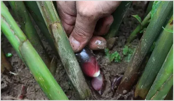 阳荷种植成本和利润分析（附种植技术） | 农业养殖资讯