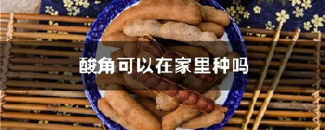 酸角可以在家里种吗