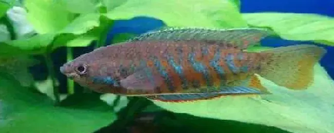 丽丽鱼是不是热带鱼