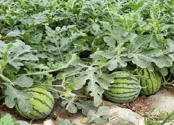 种植前景|西瓜亩产量一般多少斤正常 怎么提高产量