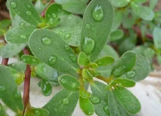 蔬菜|江西蔬菜品种与图片 江西有哪些特产蔬菜
