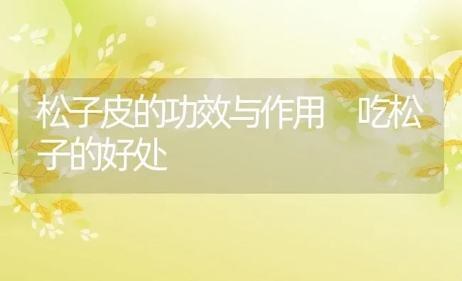 松子皮的功效与作用 吃松子的好处 | 养殖资料投稿