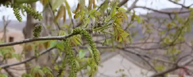 核桃的花期一般在几月？