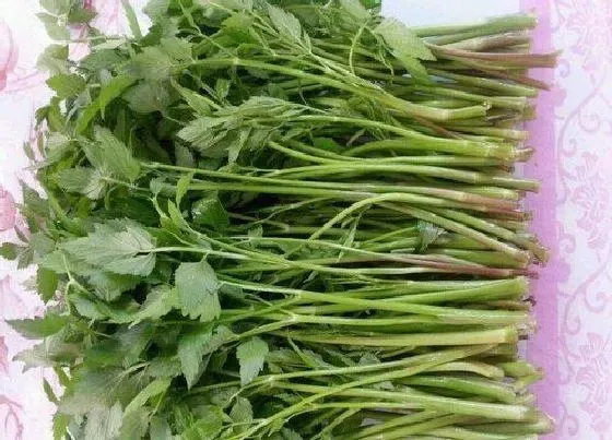 蔬菜|江西蔬菜品种与图片 江西有哪些特产蔬菜