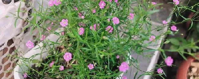 满天星的花期是何时？