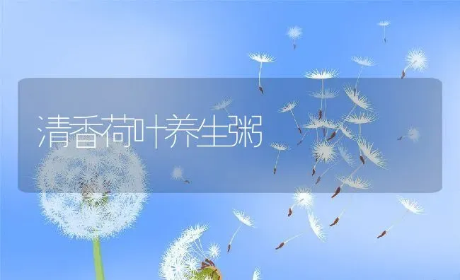 清香荷叶养生粥 | 养殖资讯