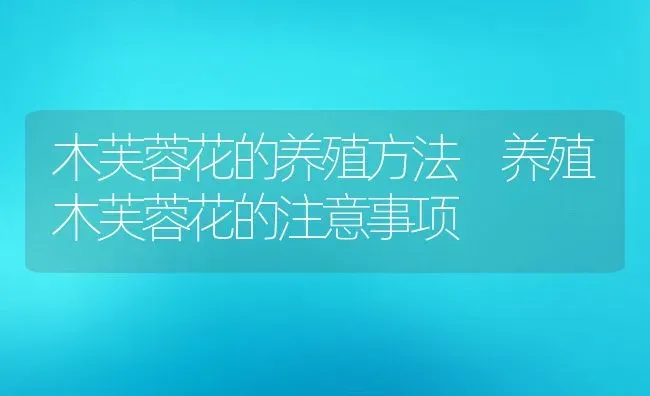 木芙蓉花的养殖方法 养殖木芙蓉花的注意事项 | 养殖资料投稿