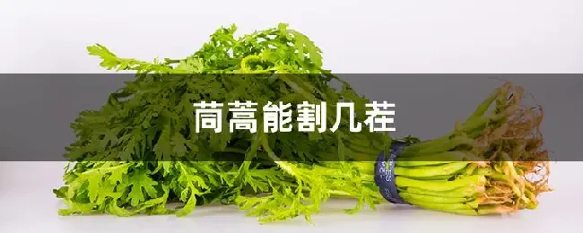 茼蒿能割几茬