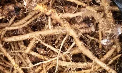 蒲公英根发酵如何做 蒲公英根发酵制作方法