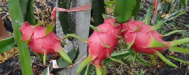 火龙果应该如何保存？