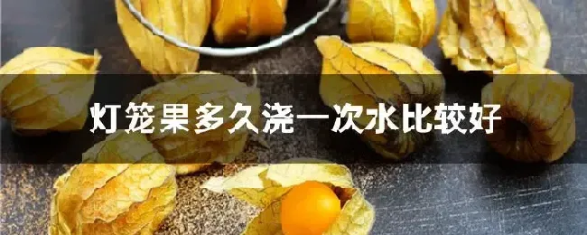 灯笼果多久浇一次水比较好